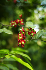 small red flower in sun light