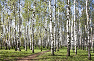 Obraz premium Pathway in birch grove with first spring greens