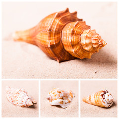 Muscheln im Sand - Collage