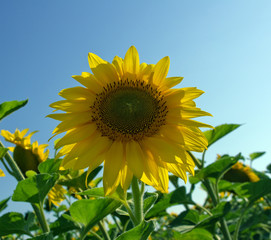 Naklejka premium Sunflower