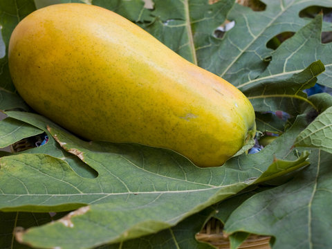Papaya
