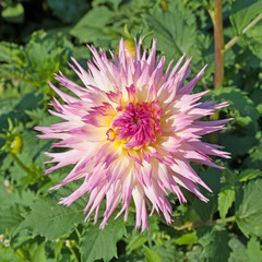 Dahlie