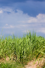sugarcane field