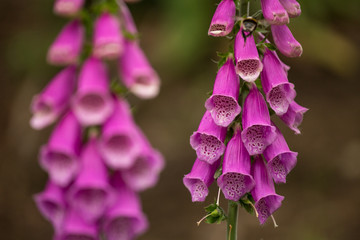 foxglove plants © Tobias Arhelger