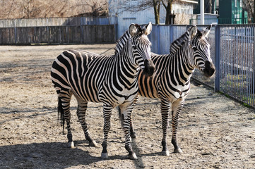 Fototapeta na wymiar Two zebras in zoo