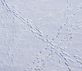 Traces on snow
