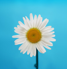 chamomile flower on blue background