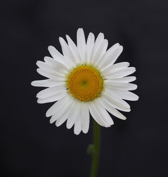 chamomile flower on black background
