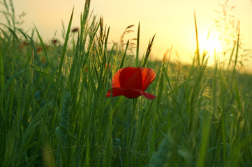 Flower of a red poppy against a sunset