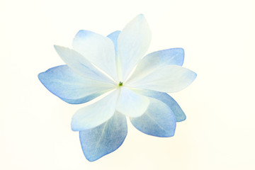 Naklejka premium あじさいの花びら