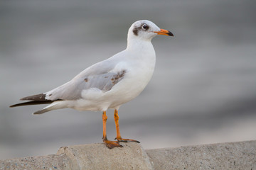 Obraz premium Sea gull