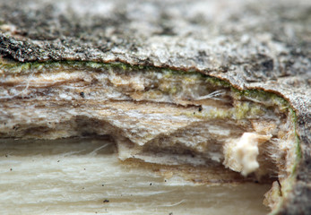 Wooden  texture  . Macro. Extreme closeup