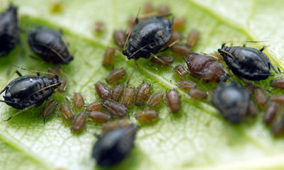Aphid on a  leaf . Macro. Extreme closeup