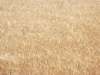 Fototapeta premium arpa tarlası