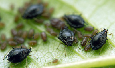 Aphid on a  leaf . Macro. Extreme closeup