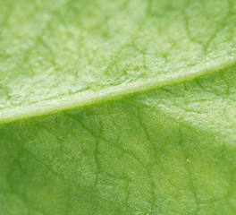 Leaf.Macro. Extreme closeup