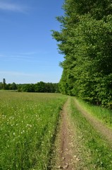 Fototapeta na wymiar Drogi między łąki i lasu