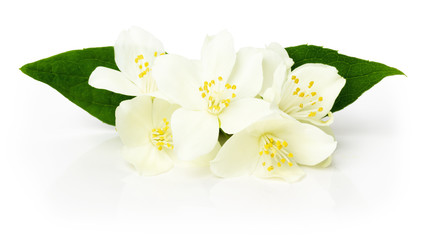 white flowers on the white background