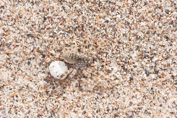 Big brown spider on sand with its egg