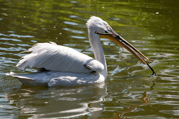 Pelikan im Wasser
