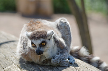 Obraz premium Lemur in ZOO