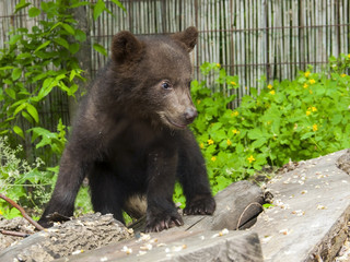 Brown bear (Ursus arctos) cub
