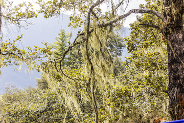 Fototapeta premium beard Lichens