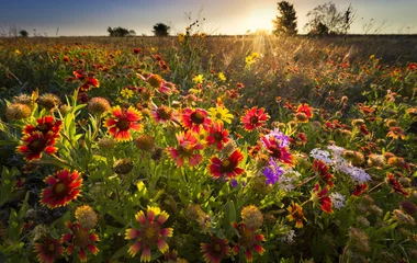 Papier Peint photo Lavable Tournesol Fleurs sauvages du Texas au lever du soleil