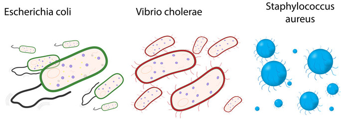 Bacteria Types Diagram