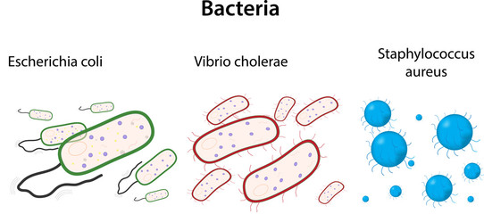 Bacteria Types Presentation