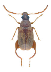 Beetle Caryedon serratus palaestinicus