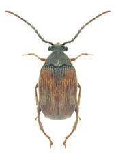 Beetle Callosobruchus chinensis