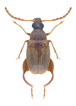 Beetle Caryedon serratus palaestinicus