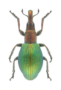 Beetle Pseudaplemonus artemisiae