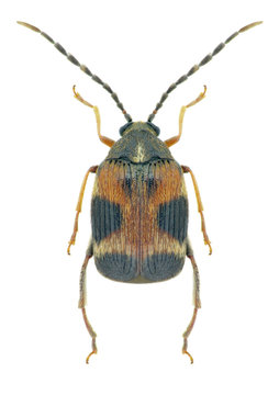 Beetle Callosobruchus maculatus