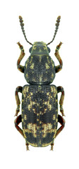 Weevil beetle Xylinades