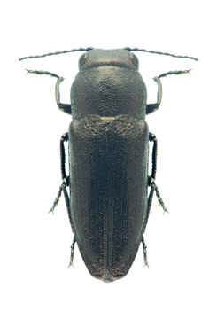 Beetle metallic wood borer Sphenoptera cauta palea