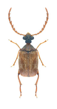 Beetle Callosobruchus chinensis