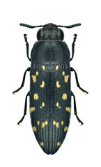 Beetle Acmaeodera simulans