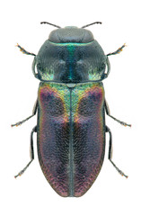 Anthaxia thalassophila pseudokervillei