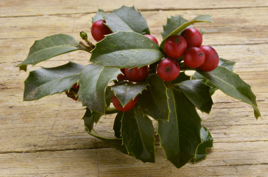 Ruscus aculeatus Stechender M&auml;usedorn Иглица колючая