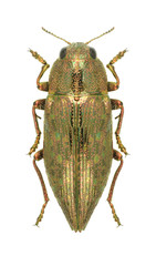 Metallic wood borer Dicerca fritillum