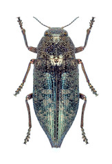 Metallic wood borer Dicerca aenea