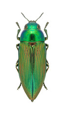 Metallic wood borer Eurythyrea austriaca