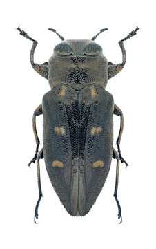 Beetle Chrysobothris igniventris