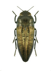 Beetle metallic wood borer Sphenoptera pallasia