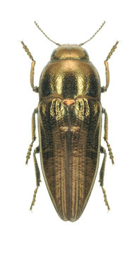 Beetle metallic wood borer Sphenoptera aeneomicans