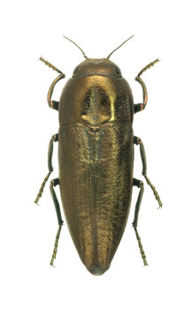 Beetle metallic wood borer Sphenoptera (Sphenoptera) cuprina