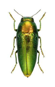 Beetle metallic wood borer Sphenoptera (Chrysoblemma) scovitzi