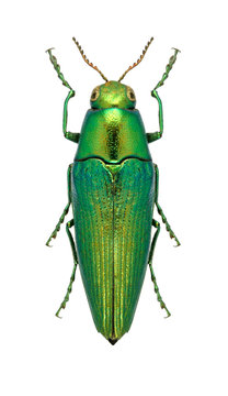 Beetle metallic wood borer Sphenoptera tamarisci beckeri